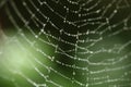 Dew drops on a spider web Royalty Free Stock Photo