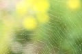 Dew drops on spider web Royalty Free Stock Photo