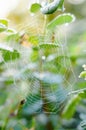 Dew drops on a spider web Royalty Free Stock Photo