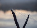 Dew drops on spider web in foggy field in morning. Royalty Free Stock Photo