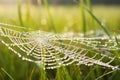 Dew drops on spider web in morning light Royalty Free Stock Photo