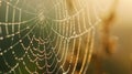 Dew drops on spider web in the morning light Royalty Free Stock Photo