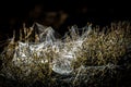 Dew drops on spiderweb in morning light, on wild irishman or matagouri spiky New Zealand shrub