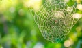 Dew Drops on Spiderweb with Spider Royalty Free Stock Photo