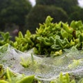 Dew drops on spiderwebs in the early morning