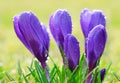 Dew drops on spring flower crocus. Royalty Free Stock Photo