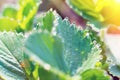 Dew drops on strawberry leaf edge over strawberry field, close-up macro, selective focus Royalty Free Stock Photo