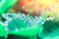 Dew drops on strawberry leaf edge over strawberry field, close-up macro, selective focus Royalty Free Stock Photo