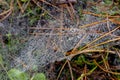 Dew drops suspended on a delicate spider web. Morning dew on a spider's web Royalty Free Stock Photo