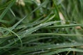 Dew drops on thin long blades of grass. Garden nature in the morning after rain Royalty Free Stock Photo