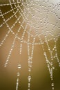 Dew drops trapped in spider web Royalty Free Stock Photo