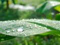 Dew drops water on banana leaves in morning with blur green nature background. Royalty Free Stock Photo