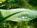 Dew drops water on banana leaves in morning with blur green nature background. Royalty Free Stock Photo