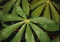 Dew drops of water in green leaves cassava plants