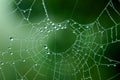 Dew Drops on Web