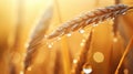 Dew drops on wheat ear close-up macro in Sunli Royalty Free Stock Photo
