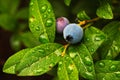 Dew Drops on Wild Lowbush Blueberries - Vaccinium angustifolium Royalty Free Stock Photo