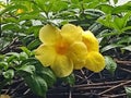 dew drops on yellow flowers in the yard. tetesan embun pada bunga kuning.