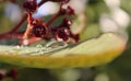 Dew drops on yellow leaf.