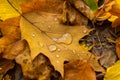 Dew drops on a yellow oak leaf. Concept of arrival of autumn, seasonal change of weather conditions Royalty Free Stock Photo