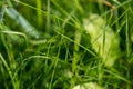 Dew drops on young green grass on a Sunny summer morning in a meadow, close-up, selective focus. Royalty Free Stock Photo