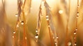 Dew drops on a young wheat ear close-up macro in Sunlight Royalty Free Stock Photo