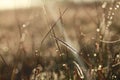 Dew on dry blades of grass Royalty Free Stock Photo