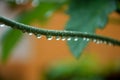 Dew due to Rain. Dew Drops on stem of a common plant.