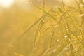 Dew on the ear of paddy and leaves of rice with Sunrise in the m Royalty Free Stock Photo