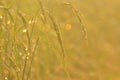 Dew on the ear of paddy and leaves of rice with Sunrise in the m Royalty Free Stock Photo