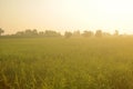 Dew on the ear of paddy and leaves of rice with Sunrise in the m Royalty Free Stock Photo