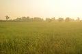 Dew on the ear of paddy and leaves of rice with Sunrise in the m Royalty Free Stock Photo