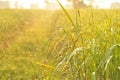 Dew on the ear of paddy and leaves of rice with Sunrise in the m Royalty Free Stock Photo