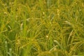 Dew on the ear of paddy and leaves of rice with Sunrise in the m Royalty Free Stock Photo