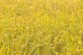 Dew on the ear of paddy and leaves of rice with Sunrise in the m Royalty Free Stock Photo