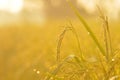 Dew on the ear of paddy and leaves of rice with Sunrise in the m Royalty Free Stock Photo