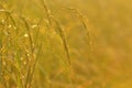 Dew on the ear of paddy and leaves of rice with Sunrise in the m Royalty Free Stock Photo