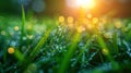 Dew on early morning grass in a sunny day. Natural background. Fresh morning dew on spring grass. Sunny day concept. Royalty Free Stock Photo