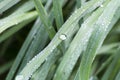The dew fell this morning. Royalty Free Stock Photo