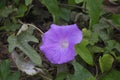 Dew on a Flower