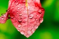 Dew forming on a leaf colorful pink - stock image