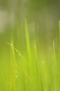 Dew on Fresh green grass with water drops in in the morning Gre Royalty Free Stock Photo