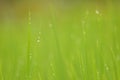 Dew on Fresh green grass with water drops in in the morning Gre Royalty Free Stock Photo