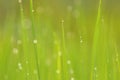 Dew on Fresh green grass with water drops in in the morning Gre Royalty Free Stock Photo