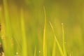 Dew on Fresh green grass with water drops in in the morning Gre Royalty Free Stock Photo