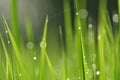 Dew on Fresh green grass with water drops in in the morning Gre Royalty Free Stock Photo