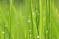 Dew on Fresh green grass with water drops in in the morning Gre Royalty Free Stock Photo