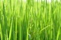 Dew on Fresh green grass with water drops in in the morning Gre Royalty Free Stock Photo