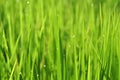 Dew on Fresh green grass with water drops in in the morning Gre Royalty Free Stock Photo