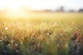 dew glistening on vast grass plains at dawn